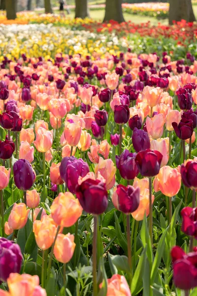 Весенние Клумбы Цветущих Красочных Розовых Фиолетовых Тюльпанов Большом Парке Фото — стоковое фото