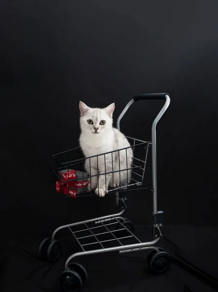 Petit Chaton Écossais Dans Panier Avec Des Boîtes Cadeaux Animal — Photo