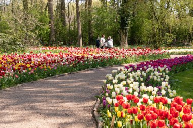 Büyük bir parkta çiçek açan renkli pembe laleler, yüksek kaliteli bir fotoğraf.