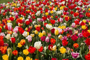 Büyük bir parkta çiçek açan renkli pembe laleler, yüksek kaliteli bir fotoğraf.