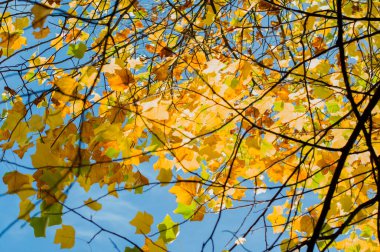 Parlak sarı yapraklar mavi gökyüzüne karşı, sonbahar doğal yaprakları ekim ayında dökülüyor, yüksek kaliteli fotoğraf.