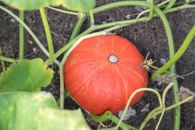 Büyük yeşil yapraklı bir sapta asılı kırmızı-turuncu balkabağı sonbahar sebze hasadı. Yüksek kalite fotoğraf
