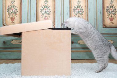 Gri İskoç kedi yavrusu çamaşır kutusuna girmek istiyor, evcil hayvan, meraklı kedi yeni bölgeleri keşfediyor, yüksek kaliteli fotoğraf...