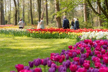 Büyük bir parkta çiçek açan renkli pembe laleler, yüksek kaliteli bir fotoğraf.
