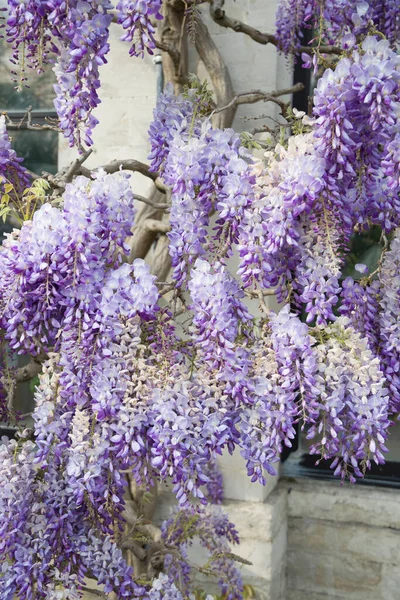 flowers lilac blooming wisteria wrap around building facade floral natural background. High quality photo