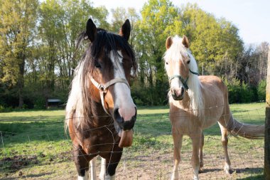 two horses in the pasture, one horse showed his tongue, animals are joking, countryside, rural. High quality photo