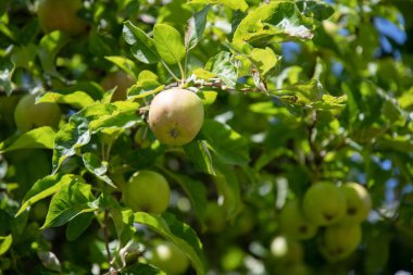 green branches of an apple tree with unripe fruits against a blue skyHigh quality photo