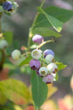 colorful unripe green, blue, purple blueberries on a branch, summer harvest, berry picking, fruits hanging on blueberry bush in the garden on a sunny day. High quality photo