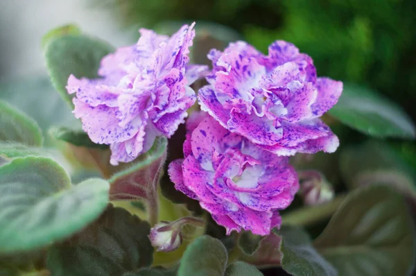 flower portrait, Saintpaulia marble purple, double flower of home varietal violet, High quality photo