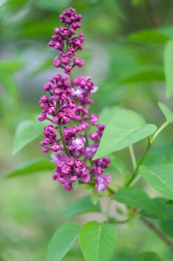a branch of burgundy lilac in the spring, not fully blossomed buds. High quality photo