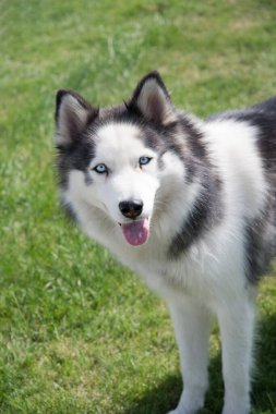 Young dog energetic Siberian Husky on a walk, pet health in summer,the pet often breathes with his tongue sticking out from the heat High quality photo