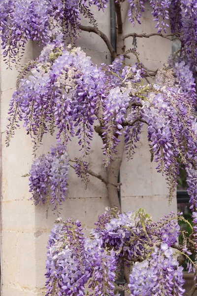 flowers lilac blooming wisteria wrap around building facade floral natural background. High quality photo