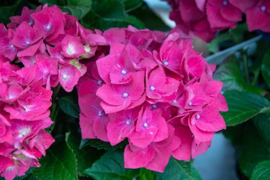 Parlak ortanca çiçekleri yakındır, büyüyen yaz çiçekleri bahçede çalılar, parlak arka plan, doğal çiçek afişi, yüksek kaliteli fotoğraf