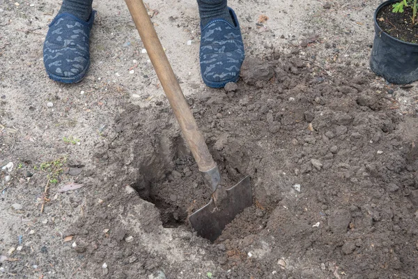 a gardener shovels a hole in the yard, preparing to plant a tree. High quality photo