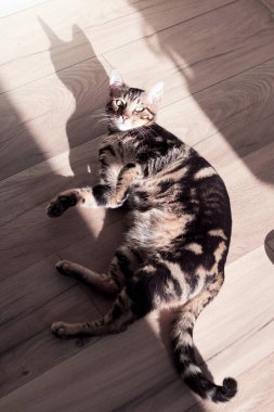 Güneş ışınlarında mermer renginde güzel Bengal kedisi lüks evcil hayvan ortamında. Yüksek kalite fotoğraf