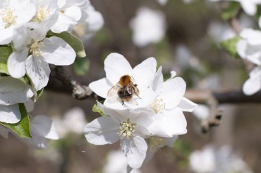 blooming apple tree branch with white flowers and fluffy bumblebee pollinating flowers, early spring. High quality photo