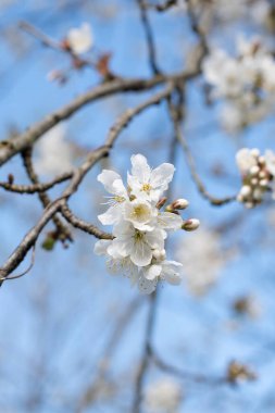 branch of cherry blossoms against the blue sky, flowering of fruit trees in early spring, natural. High quality photo
