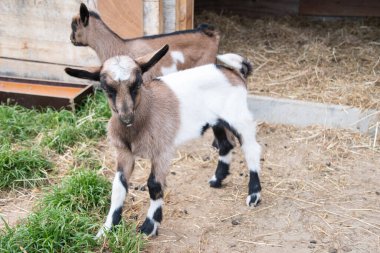 a small cute goat stands near the pet pen, the concept of breeding goats for milk and cheese, ecological farming, High quality photo