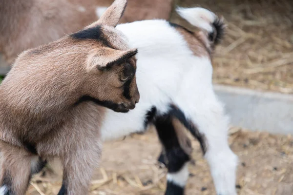 a small cute goat stands near the pet pen, the concept of breeding goats for milk and cheese, ecological farming, High quality photo