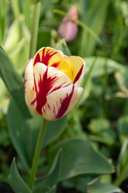 Büyük bir parkta çiçek açan renkli pembe laleler, yüksek kaliteli bir fotoğraf.