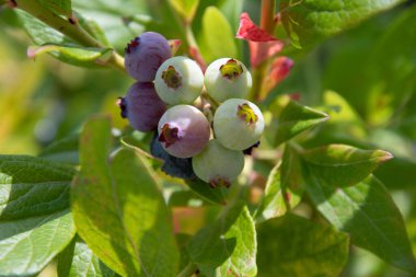 colorful unripe green, blue, purple blueberries on a branch, summer harvest, berry picking, fruits hanging on blueberry bush in the garden on a sunny day. High quality photo