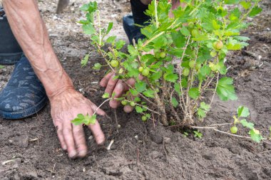 A man planted a gooseberries in his garden, spring seasonal work, gardener working without gloves ,High quality photo