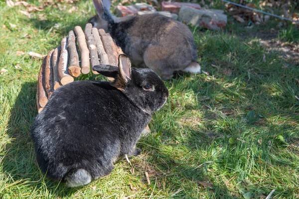 귀여운 토끼들 울타리 풀밭을 고품질 — 스톡 사진