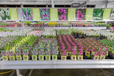 Assortment of begonia seedlings in a garden center,Ham,Belgium,April 23,2021, High quality photo