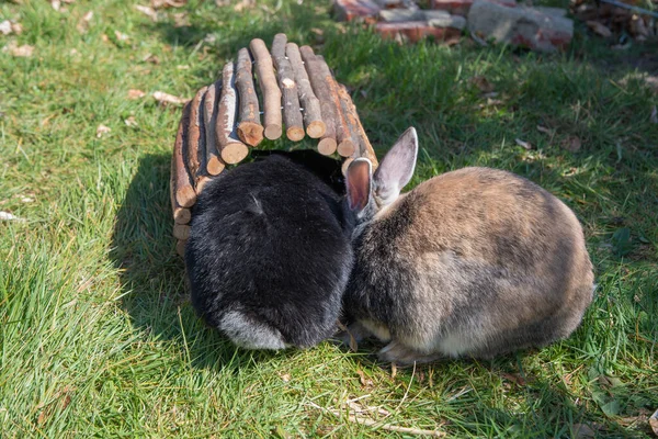 Милые Коричневые Кролики Ходят Саду Зеленой Траве Проволочным Забором Высокое — стоковое фото