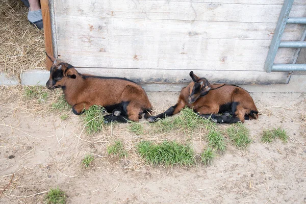 Small Cute Goat Stands Pet Pen Concept Breeding Goats Milk — 스톡 사진