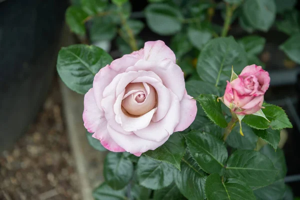 Две Нежные Розовые Розы Полном Расцвете Фоне Зеленых Листьев Крупным — стоковое фото