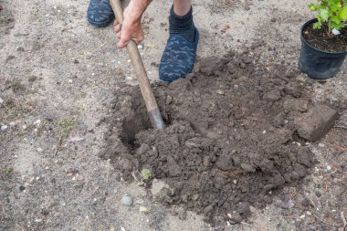 Bir bahçıvan bahçeye bir çukur kazar ve ağaç dikmeye hazırlanır. Yüksek kalite fotoğraf