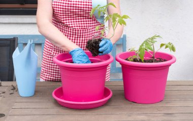 a woman gardener in gloves transplants seedlings of tomatoes into large pots, seasonal spring work in the home garden, high quality photo