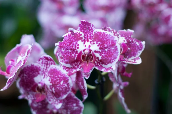 Beautiful Purple Phalaenopsis Blume Orchid Flowers Garden Background High Quality — Fotografia de Stock