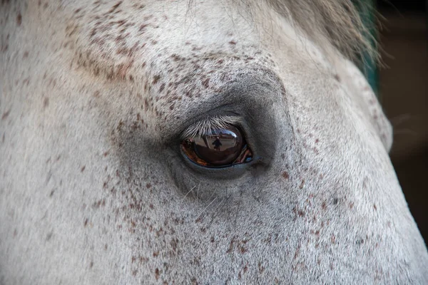 白い馬の頭飾りの目とまつ毛のアップの美しい詳細 高品質の写真 — ストック写真