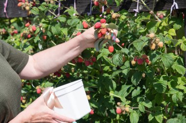 Yung kadını sepetinde olgun ahududu topluyor yaz hasadı böğürtlen ve meyve, yıl boyunca tatlı vitaminler. Yüksek kalite fotoğraf