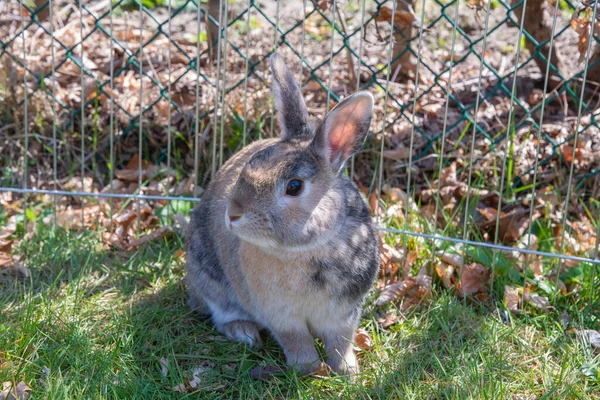 cute brown rabbit walks in the garden on the green grass behind the wire fence. High quality photo