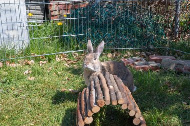 cute brown rabbit walks in the garden on the green grass behind the wire fence. High quality photo