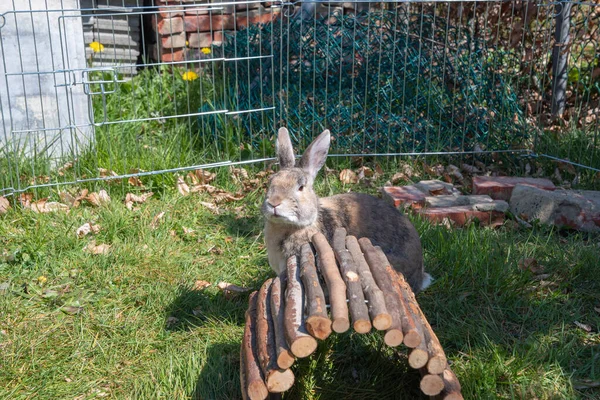 Милый Коричневый Кролик Гуляет Саду Зеленой Траве Проволочным Забором Высокое — стоковое фото