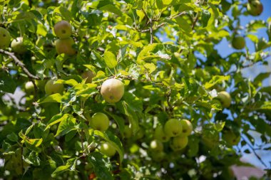 green branches of an apple tree with unripe fruits against a blue skyHigh quality photo