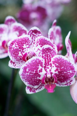 beautiful purple Phalaenopsis Blume orchid flowers , on a garden background, High quality photo