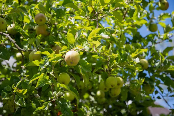 Green Branches Apple Tree Unripe Fruits Blue Skyhigh Quality Photo — Stockfoto