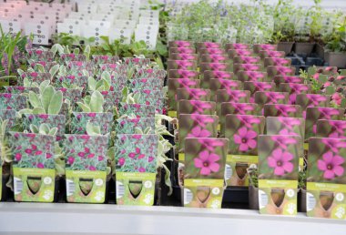 Pencere kenarındaki bir bahçe merkezinde çiçek fideleri, bahçe merkezinde büyük bir bitki seçimi, yüksek kaliteli bir fotoğraf.