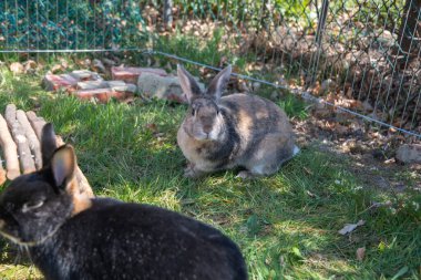 cute brown rabbits walk in the garden on the green grass behind the wire fence. High quality photo