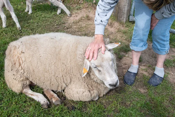 One Fat White Sheep Thick White Wool Laying Green Grass — Zdjęcie stockowe