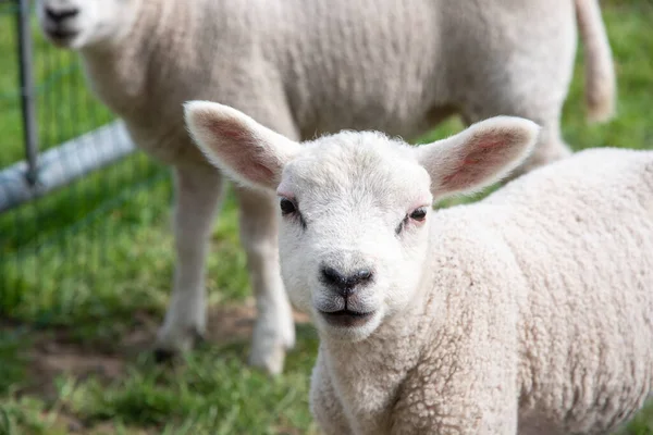 Close Small Lamb Pasture Sheep Looking Curious Camera Sheep Breeding — Fotografia de Stock
