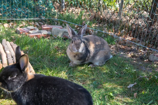 Cute Brown Rabbits Walk Garden Green Grass Wire Fence High — 图库照片