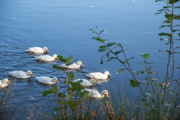 Uma Vista Panorâmica Bando Patos Brancos Nadando Lago Refletindo Plantas — Fotografia de Stock