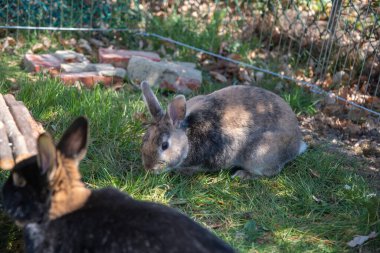 cute brown rabbits walk in the garden on the green grass behind the wire fence. High quality photo