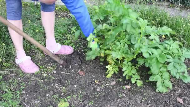 女性は自宅の庭でシャベルポテトを掘っています人々は有機野菜を栽培しています高品質の4K映像 — ストック動画